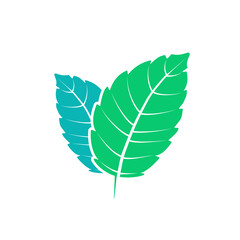 Fresh mint leaf. Vector menthol healthy aroma. Herbal nature plant. Spearmint green leafs flat