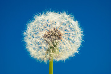 Dandelion abstract background. Blue sky. Close-up dandelion tranquil abstract background.