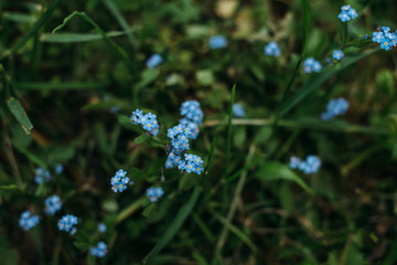 flower, nature, blue, plant, spring, green, flowers, purple, summer, grass, forget-me-not, flora, garden, blossom, meadow, macro, bloom, petal, beauty, beautiful, floral, leaf, small, field, blooming