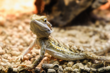 One young bearded dragon in a terrarium, leaning against a log and looking in the camera