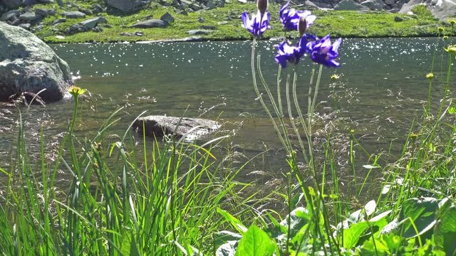 Mountain landscape. Blue aquilegia flowers reflected in the water surface. Siberian Nature