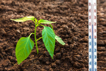 Thermometer, plant tomato in the soil with copy space, concept of gardening