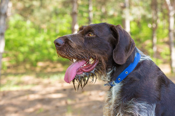 German hunting watchdog drahthaar, beautiful dog portrait in summer