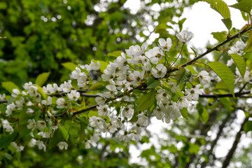 Cerisier de montagne - Chamonix Mont Blanc