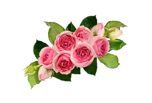 Beautiful pink rose flowers and leaves
