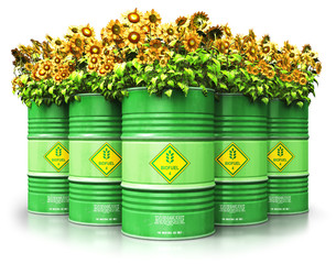 Group of green biofuel drums with sunflowers isolated on white background