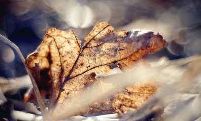 Old dried-up fragmentary leaf close up.