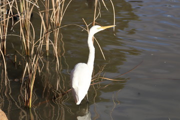 Intermediate Egret, Australia, New South Wales