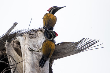 Pair of Black-rumped flameback woodpecker