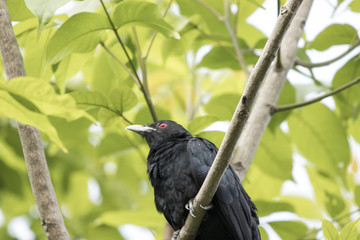 Koyal Indian Cuckoo Male
