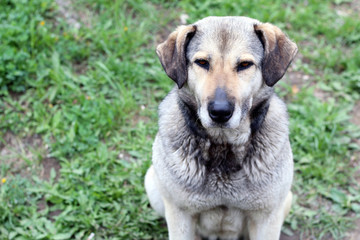  stray dog ​​is suspicious