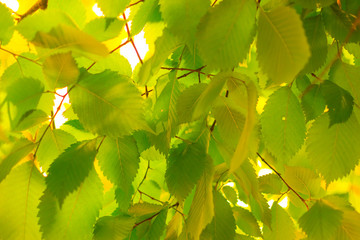 Green leaves of trees. Environmentally friendly background.