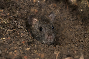 Mouse coming out of its hole