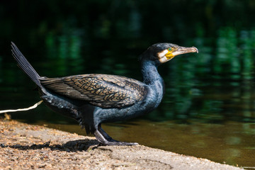 Kormoran lässt es laufen