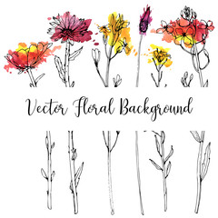 Vector drawing herbs and flowers