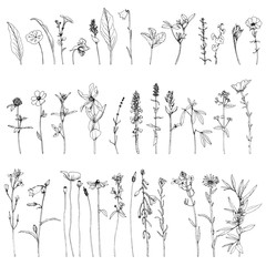 Set of ink drawing herbs and flowers