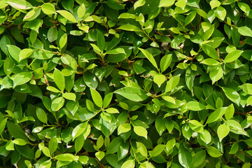 Green grass background.