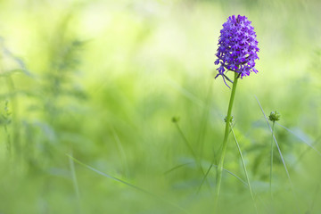 orchid Anacamptis pyramidalis