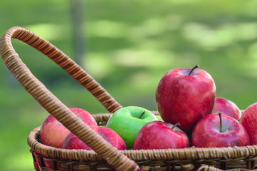 Fruit basket in the garden with red apples and green apples 