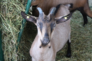 a brown goat smile to the camera