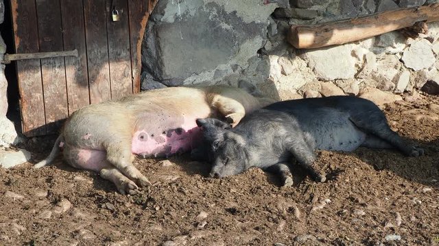 Wild pigs sleep under the porch of the mountain farmhouse