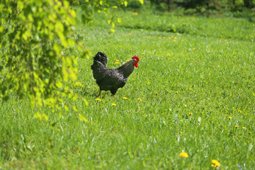 Photo of a beautiful macro of a beautiful rooster