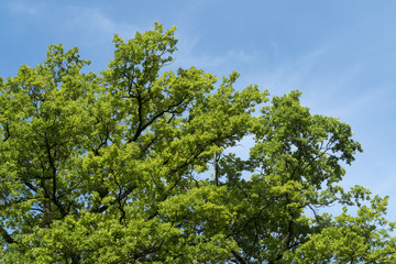 Fototapeta na wymiar Baumkrone im Frühling mit blauem Himmel