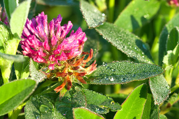 pink flower of a clover blossom on a meadow