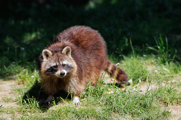 Portrait of adult common raccoon