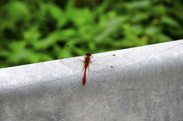 Ważka © KrólestwoNauki