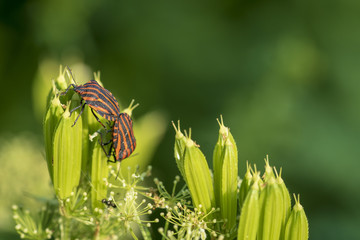 Graphosoma lineatum