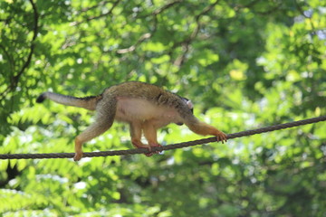 Small Monkey Close Up