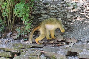 Small Monkey Close Up