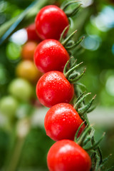 Beautiful red ripe tomatoes grown in a greenhouse.