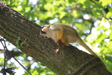 Small Monkey Close Up