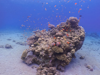 Diving in underwater coral reef world