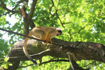Small Monkey Close Up