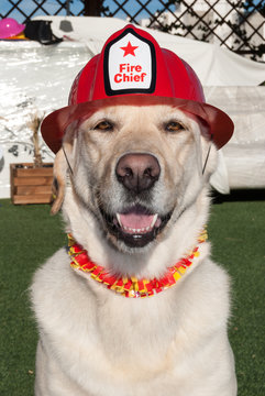 retriever con sombrero de bombero
