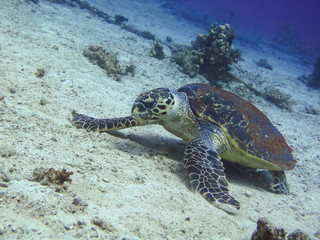 Diving with hawksbill turtle on the seabed