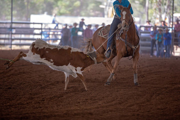 Calf Roping Event At An Indoor Country Rodeo In Australia