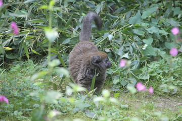 Small Monkey Close Up