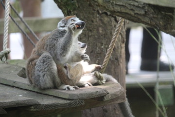 Small Monkey Close Up