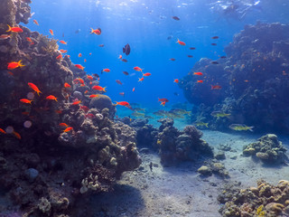 Obraz na płótnie Canvas Diving in underwater coral reef world