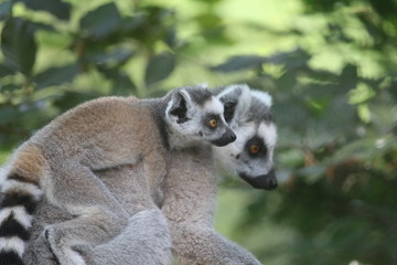 Small Monkey Close Up