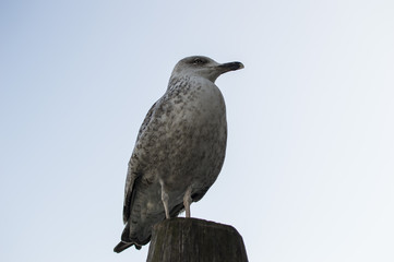Seagull