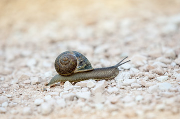 Lumaca isolata dallo sfondo