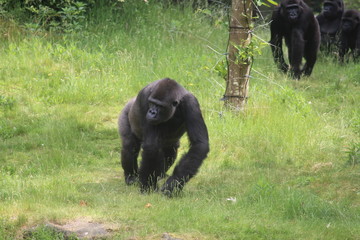 Gorilla In A Field