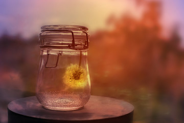 dandelion in a glass jar at sunset