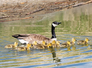 Mother and Baby Canada Geese