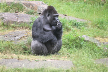 Gorilla In A Field